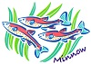 minnow