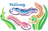 polliwog
